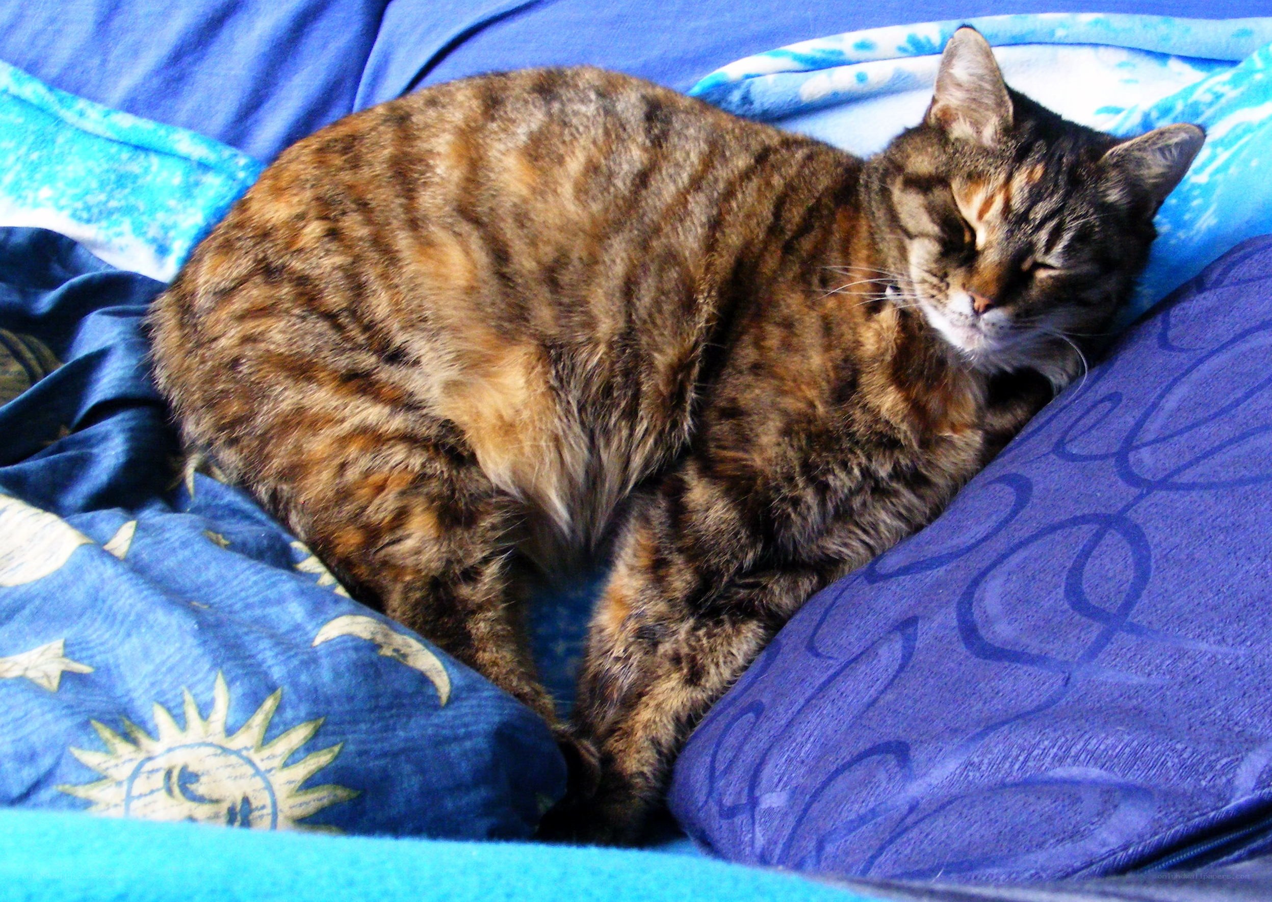 Sleeping tabby cat on blue bedding