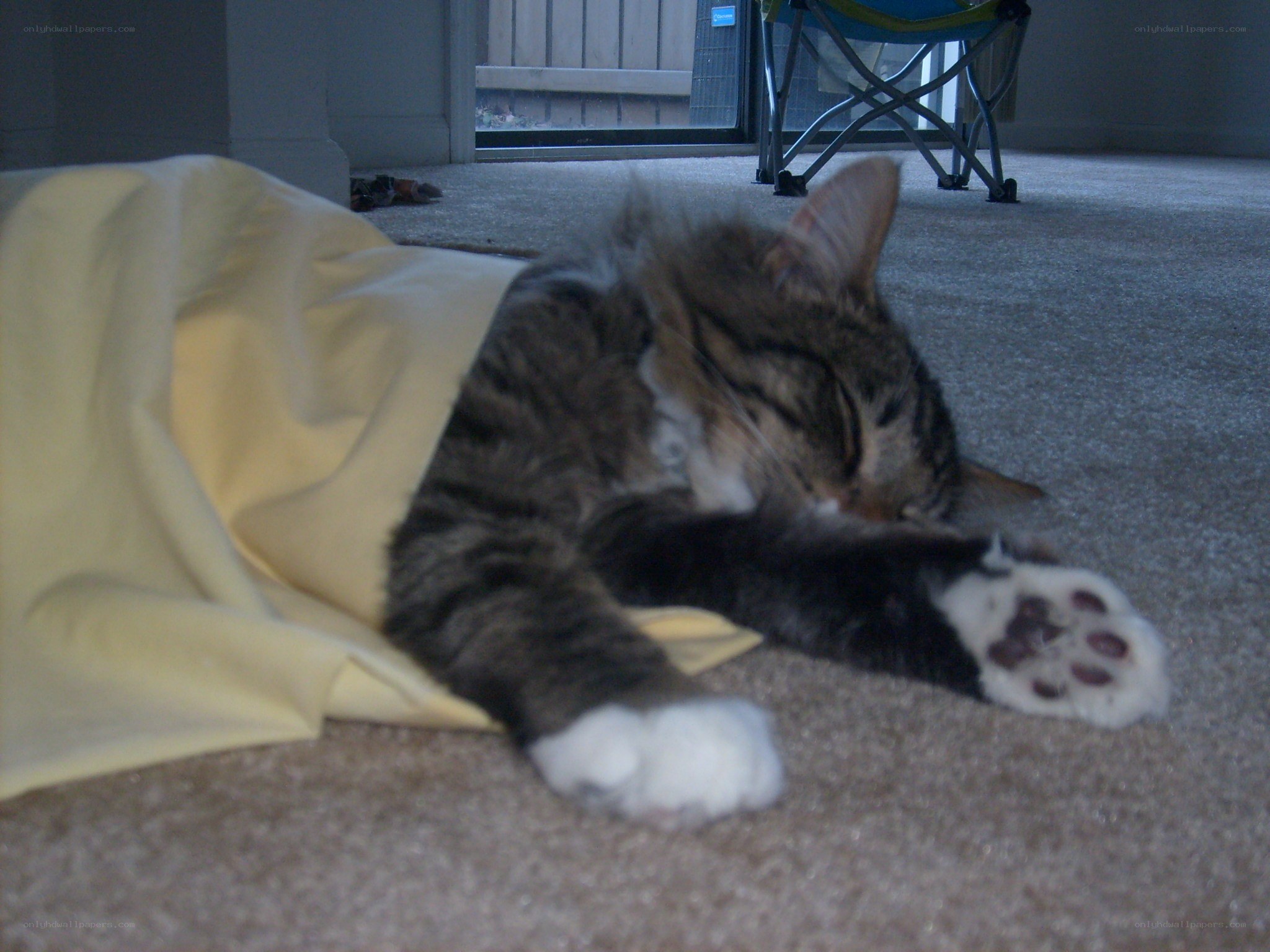 Sleeping tabby cat on carpet