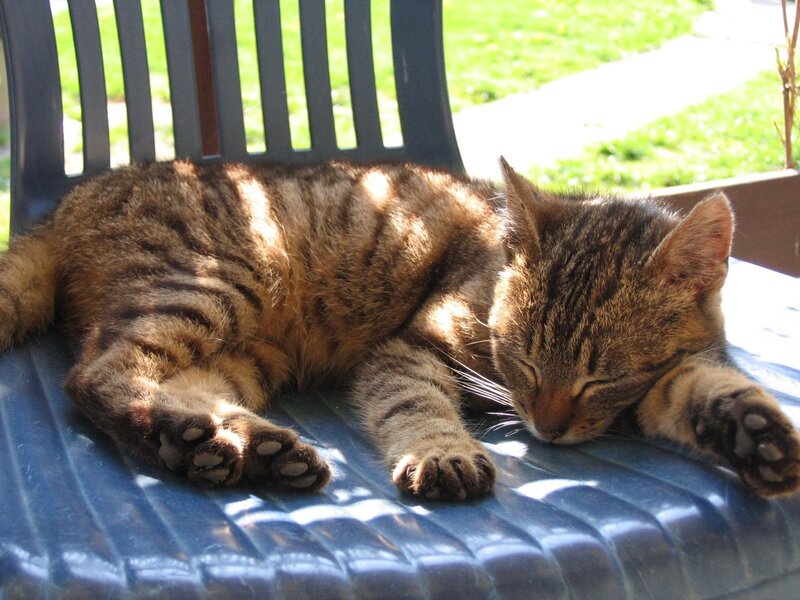 Sleeping tabby cat on chair
