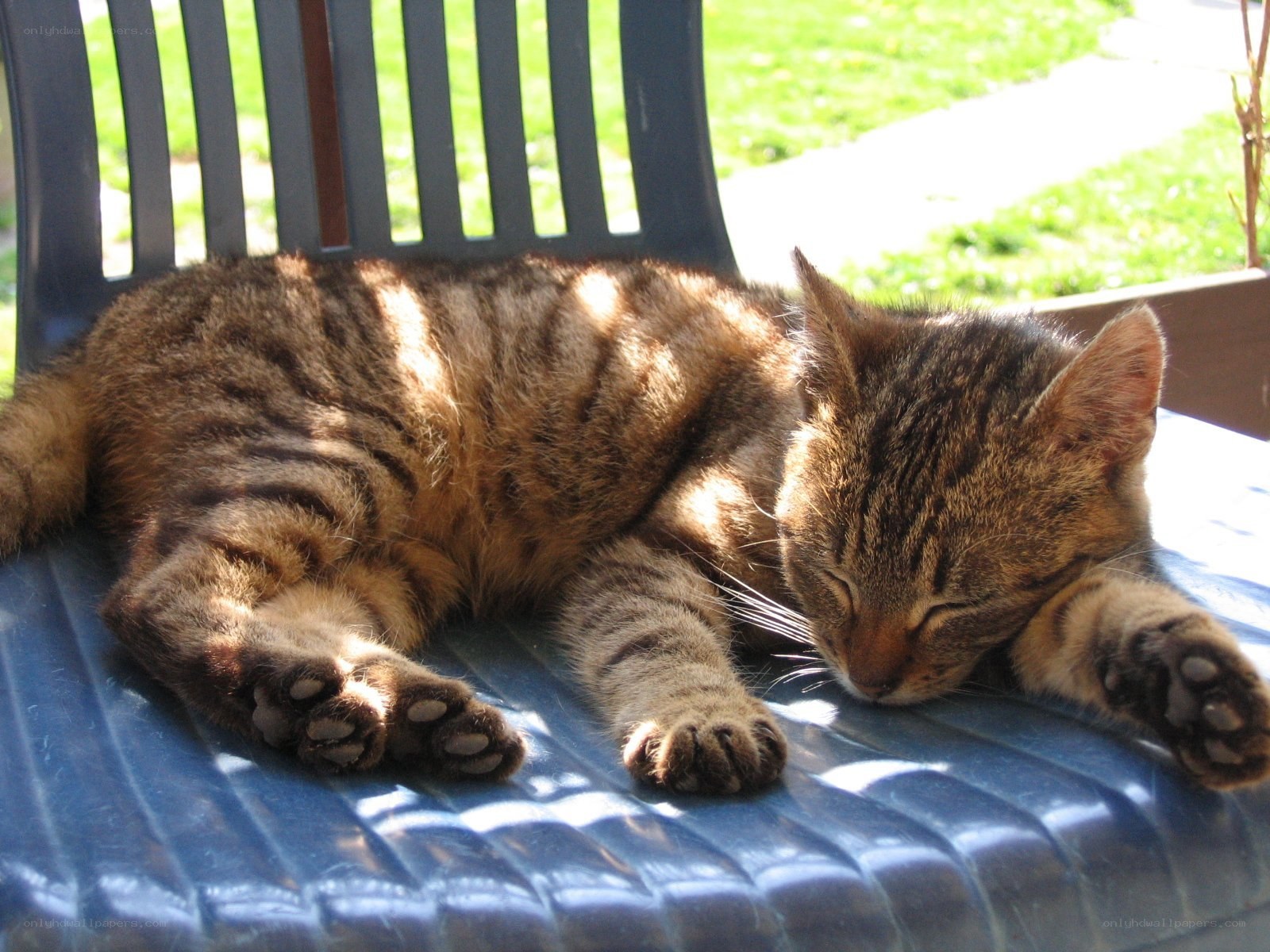 Sleeping tabby cat on chair