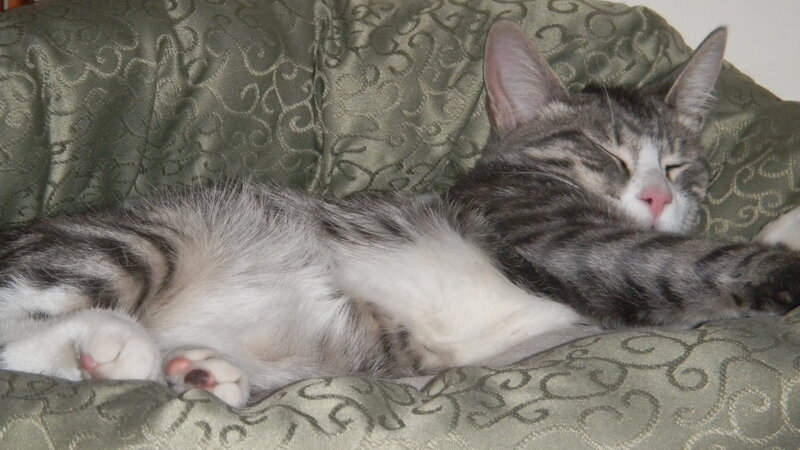 Sleeping tabby cat on couch