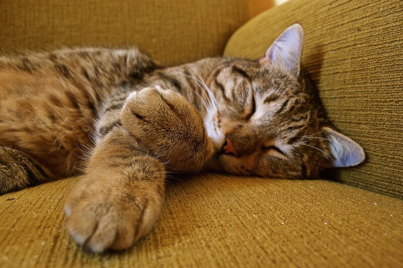 Sleeping tabby cat on couch
