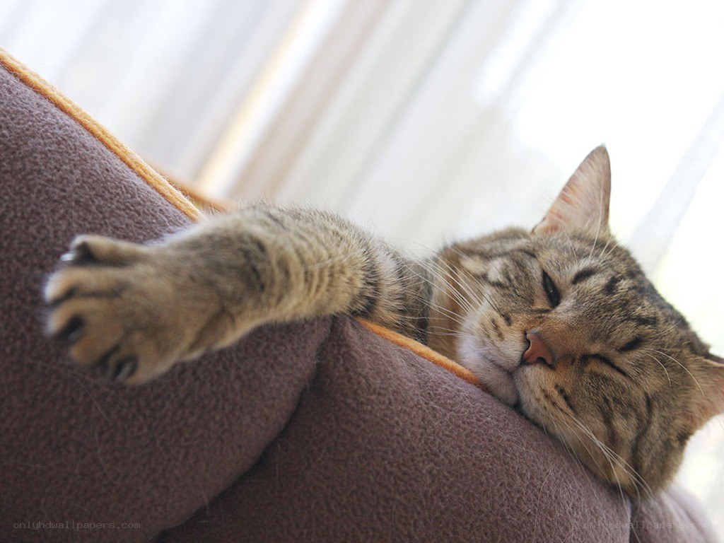 Sleeping tabby cat on cushion