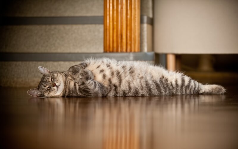 sleeping tabby cat on floor