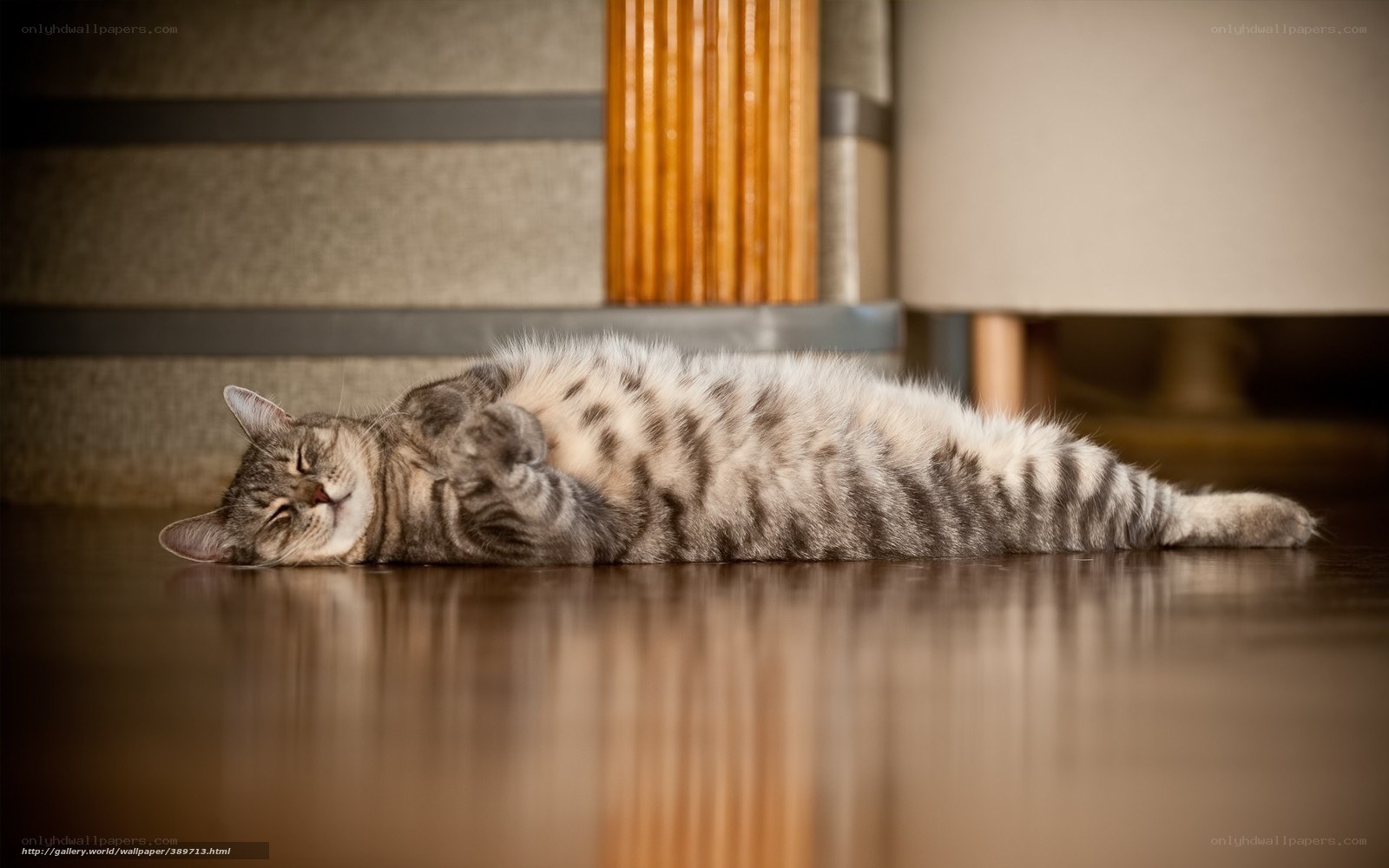 Sleeping tabby cat on floor