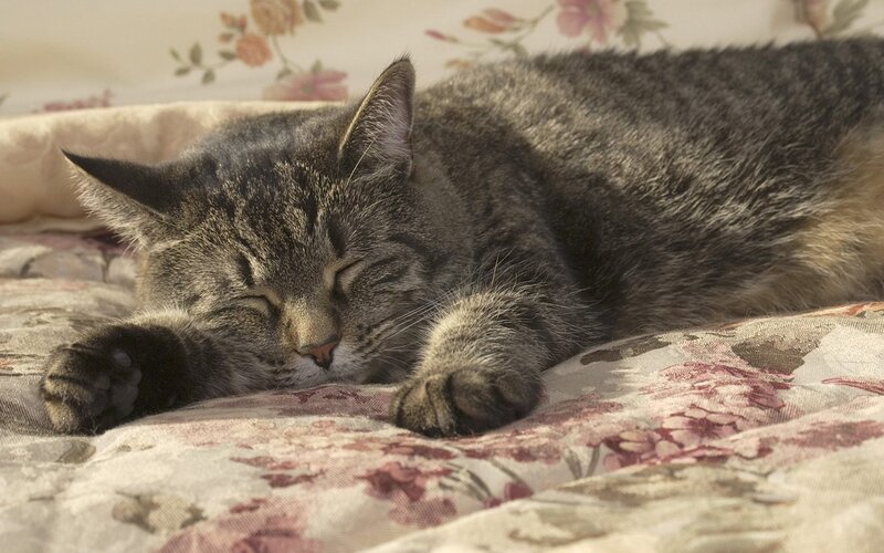 Sleeping tabby cat on floral bed