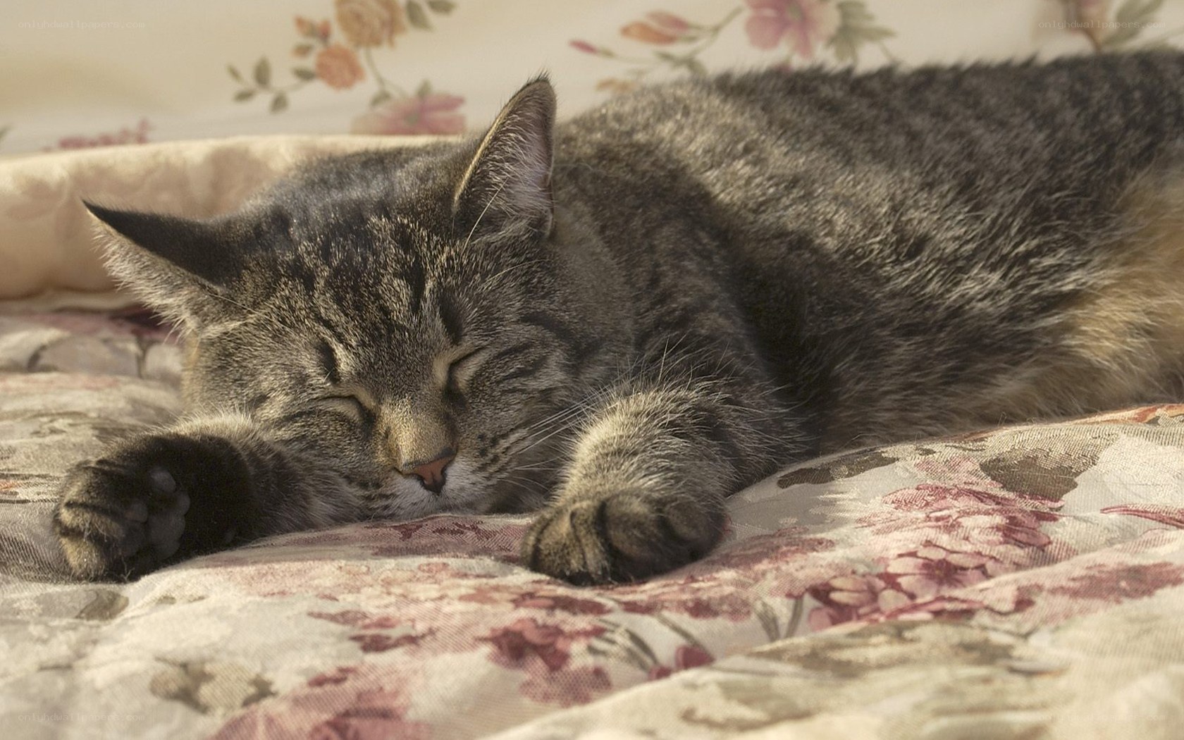 Sleeping tabby cat on floral bed