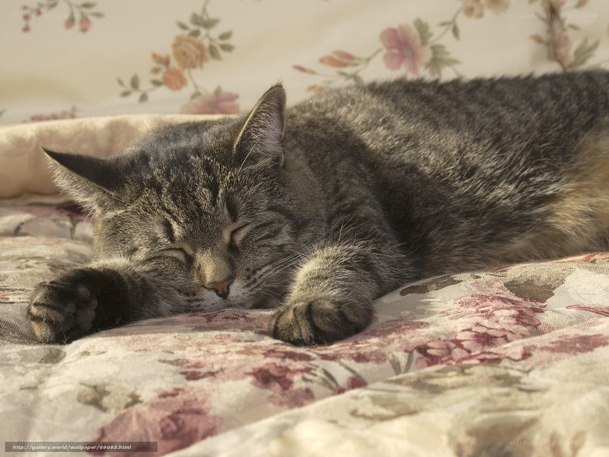 Sleeping tabby cat on floral bed