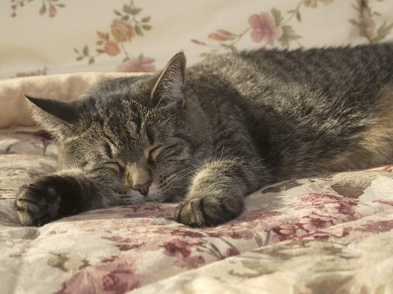 Sleeping tabby cat on floral bedding