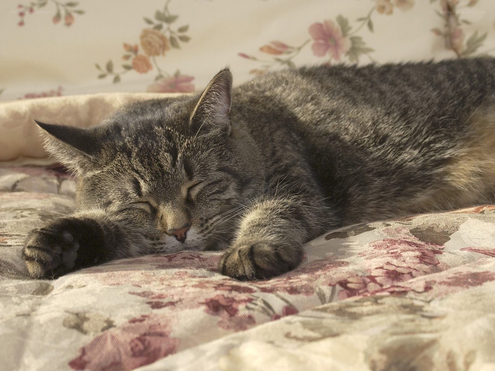 Sleeping tabby cat on floral blanket