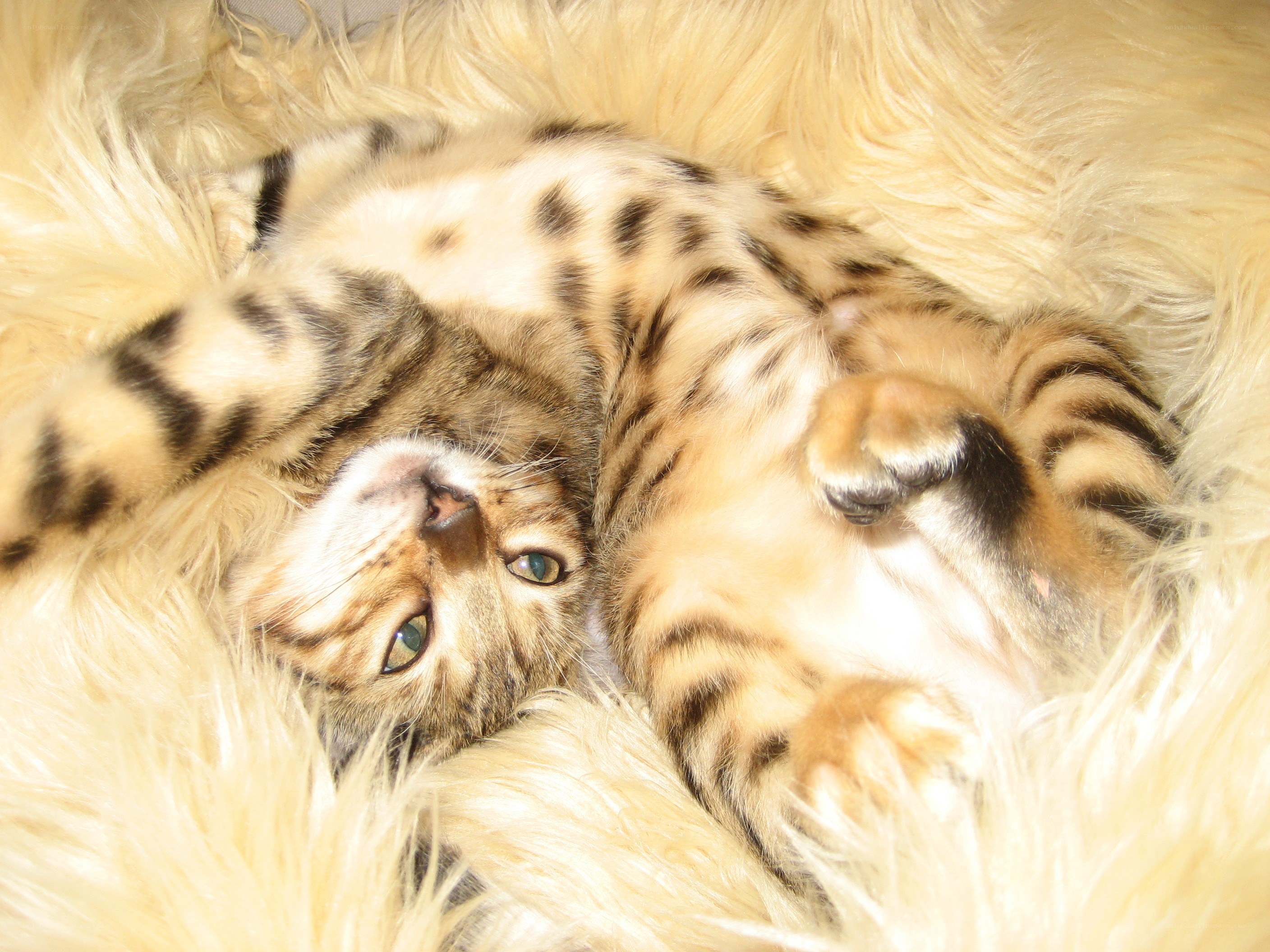 Sleeping tabby cat on fluffy rug