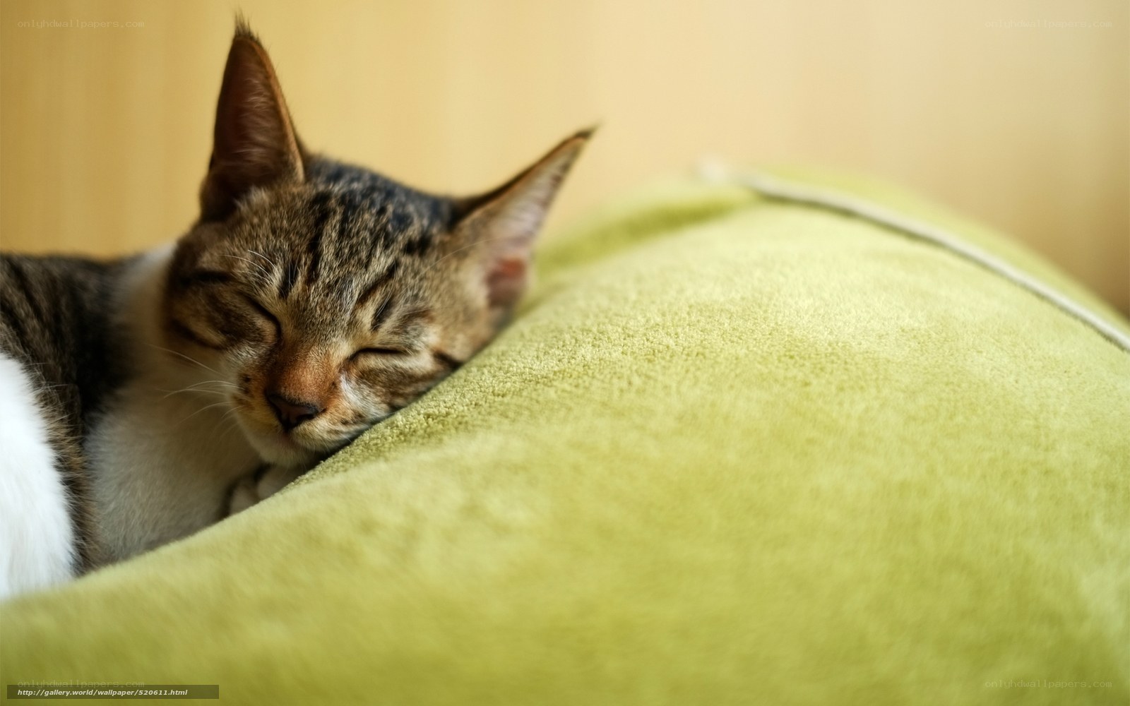 Sleeping tabby cat on green pillow
