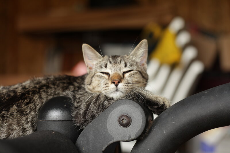 Sleeping tabby cat on handle
