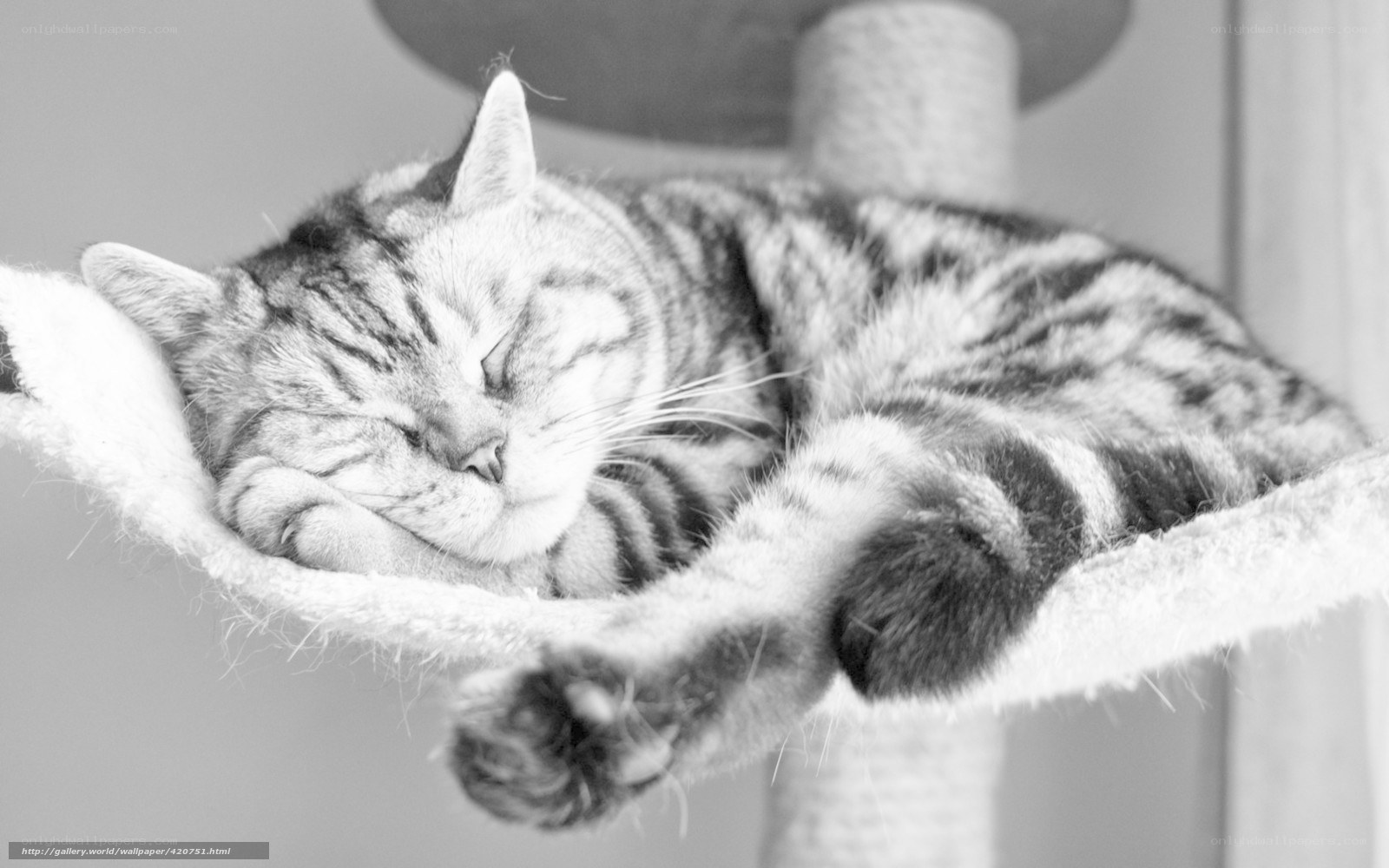 Sleeping tabby cat on perch