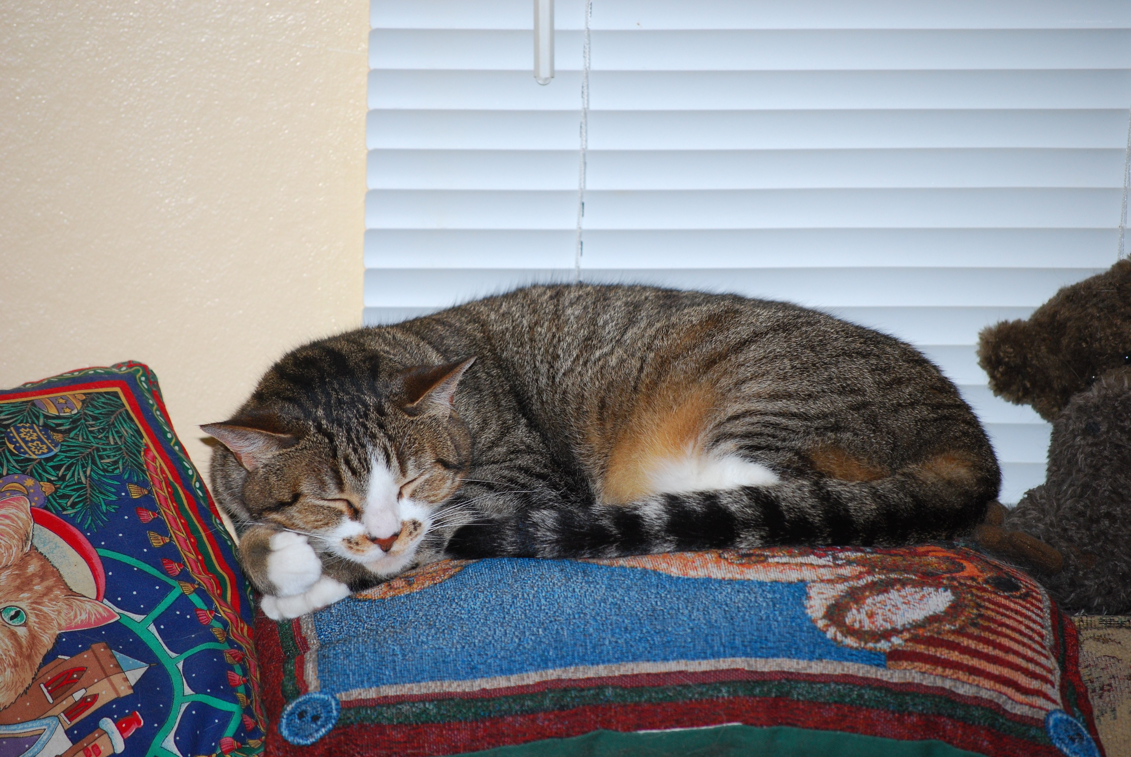 Sleeping tabby cat on pillow