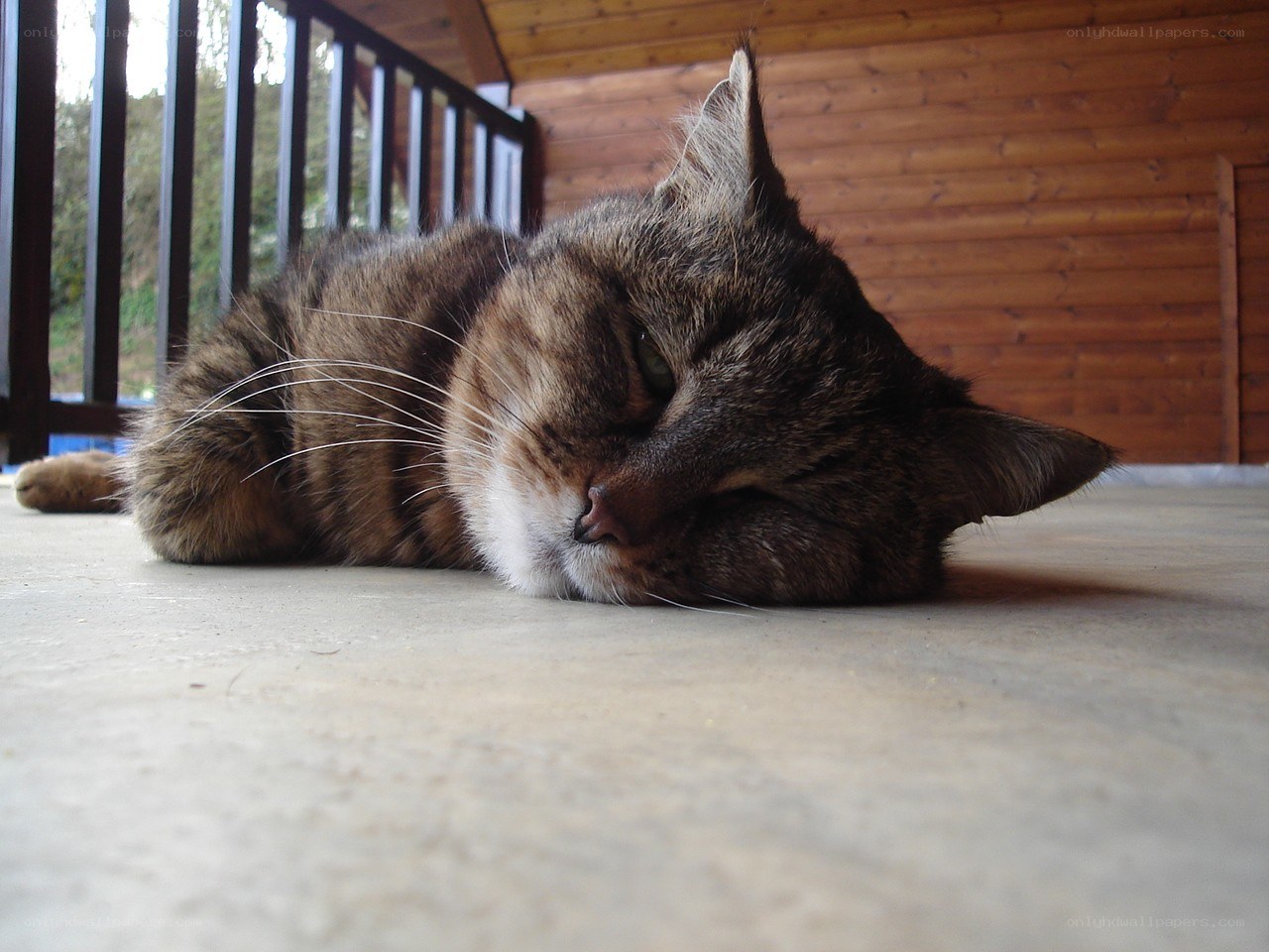 sleeping tabby cat on porch