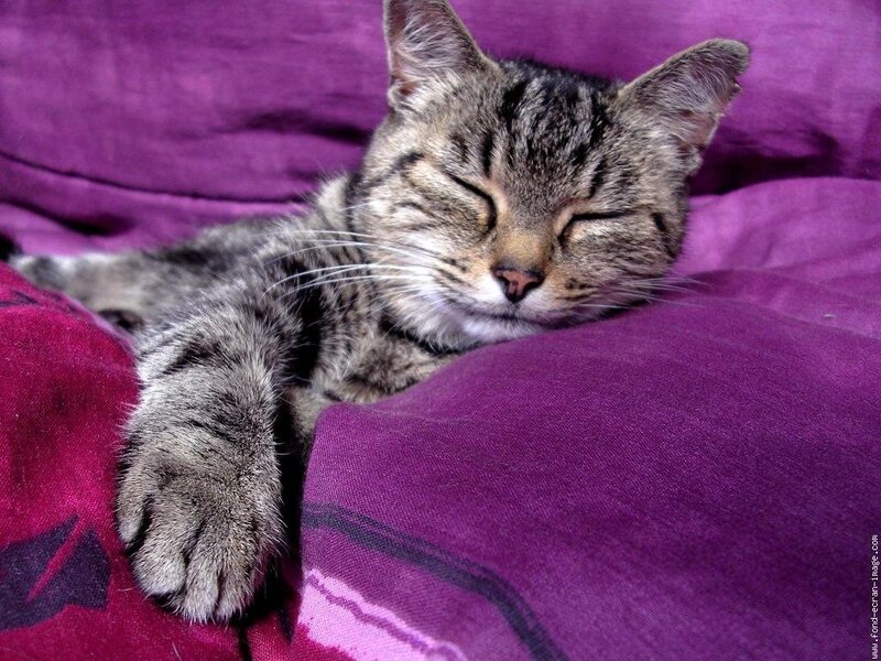 Sleeping tabby cat on purple blanket