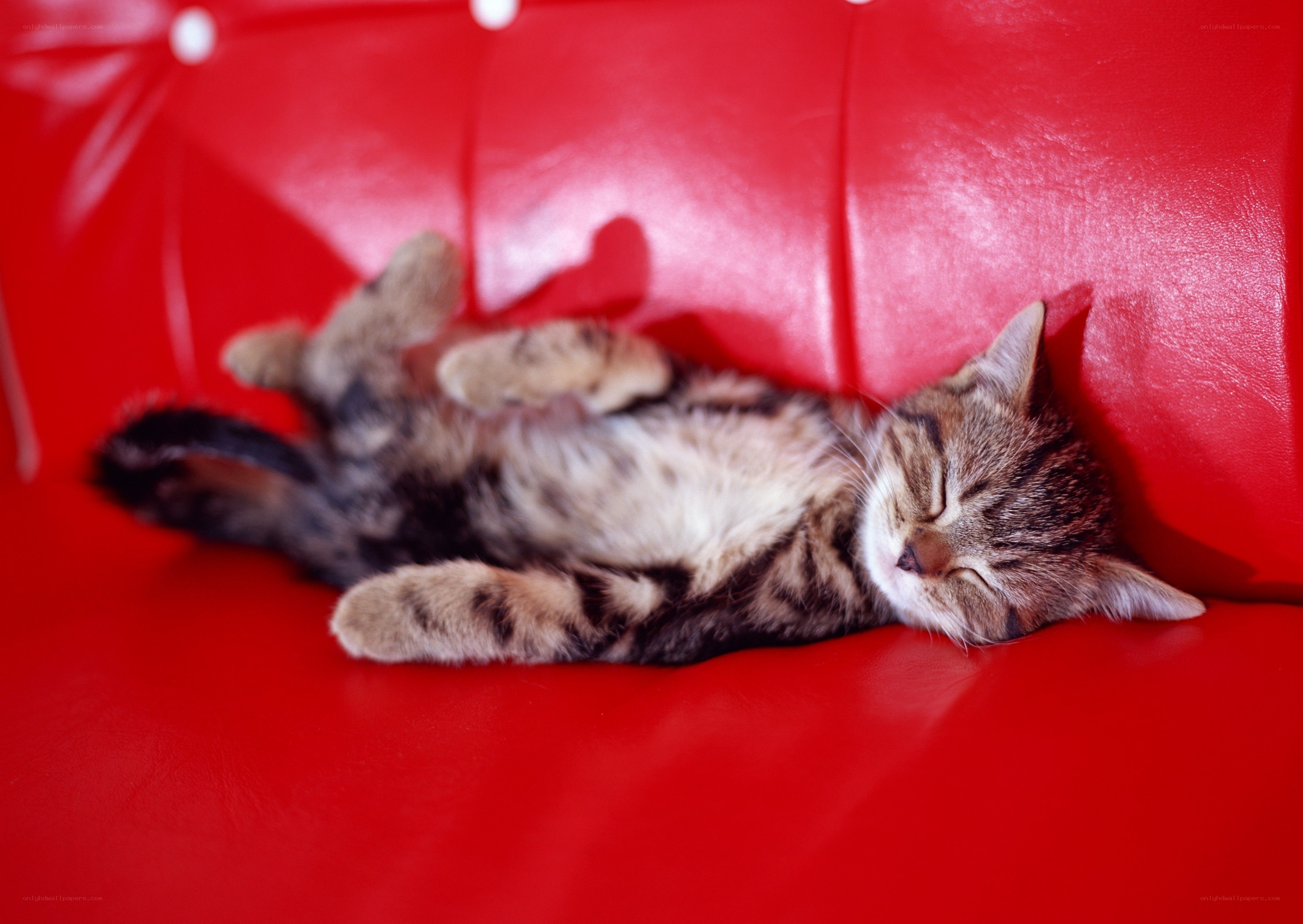 Sleeping tabby cat on red couch