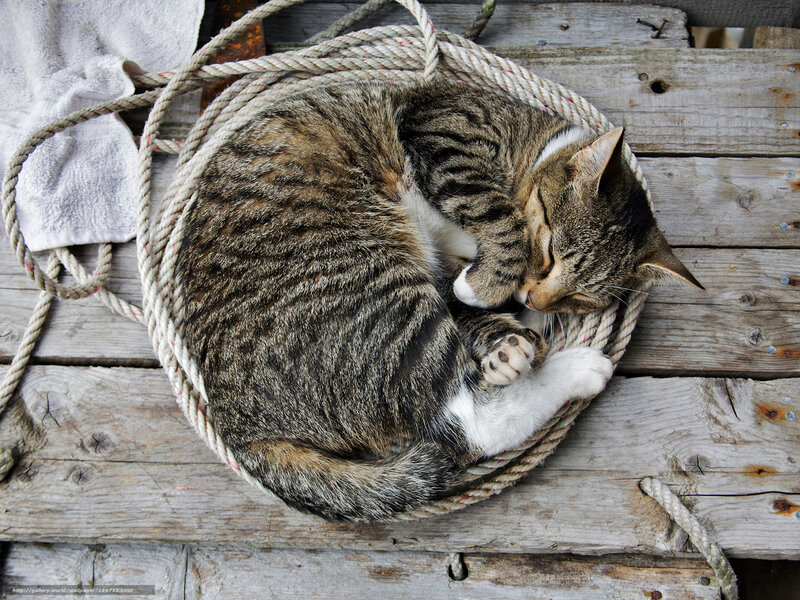 Sleeping tabby cat on rope
