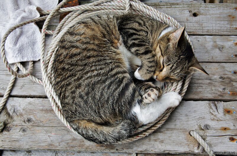 Sleeping tabby cat on rope