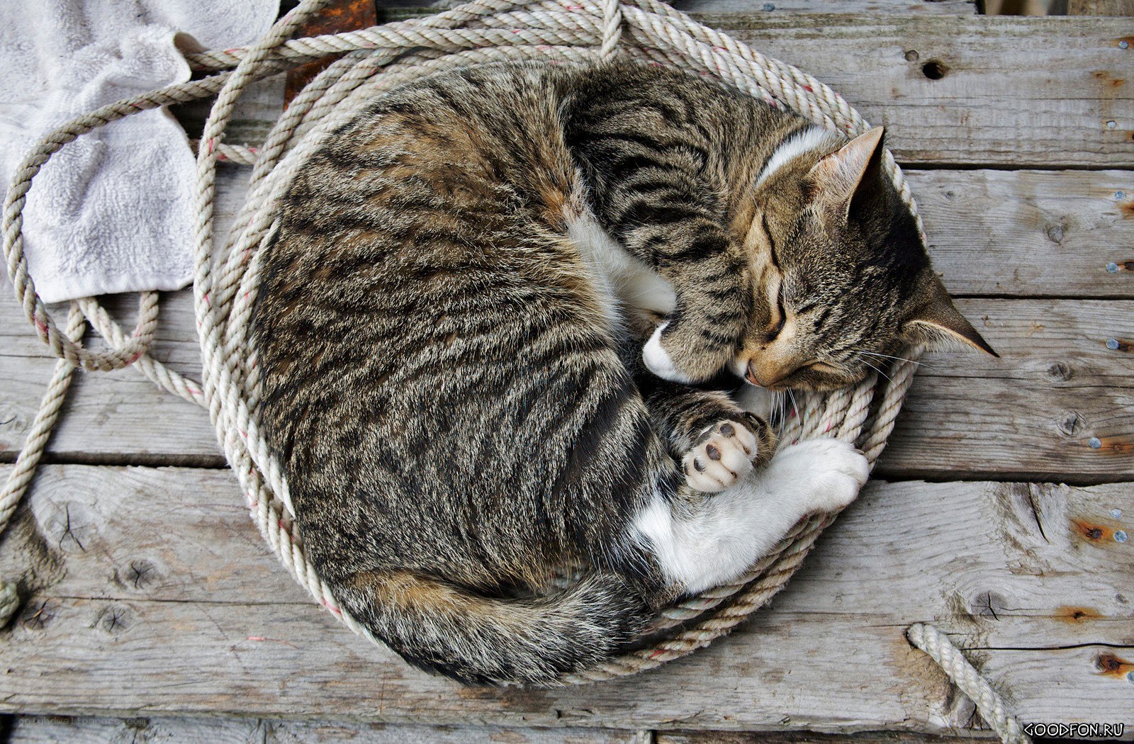 Sleeping tabby cat on rope