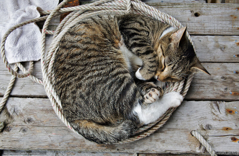 Sleeping tabby cat on rope