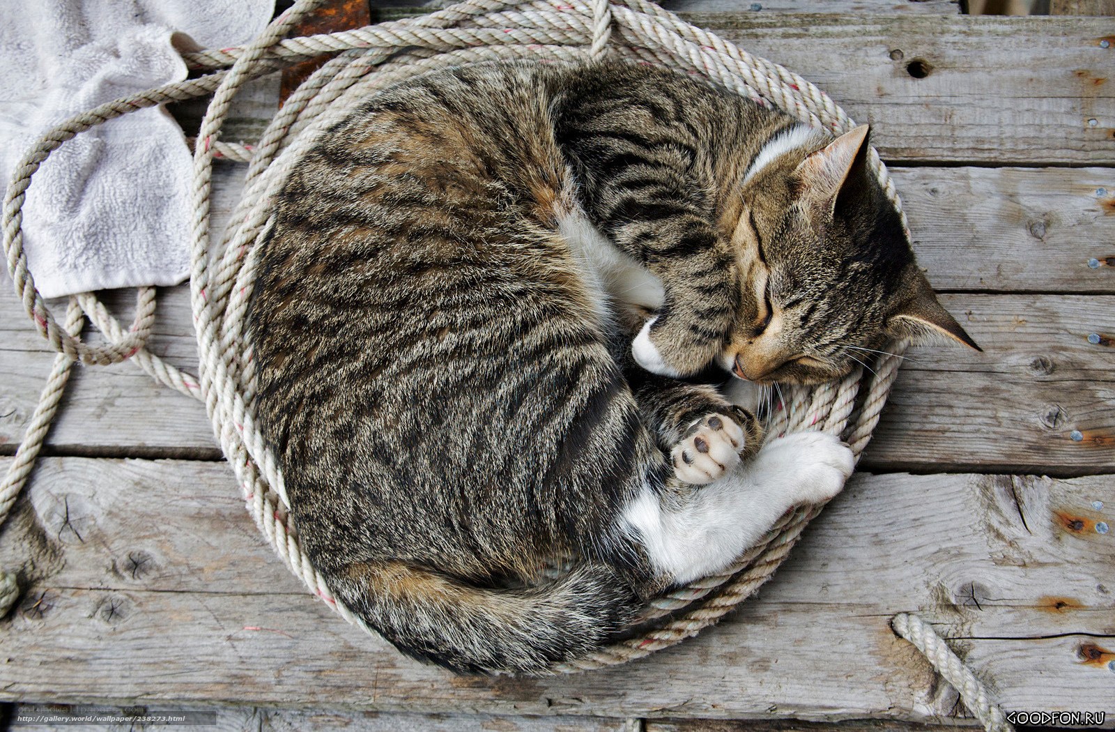 Sleeping tabby cat on rope