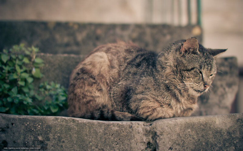 Sleeping tabby cat on steps