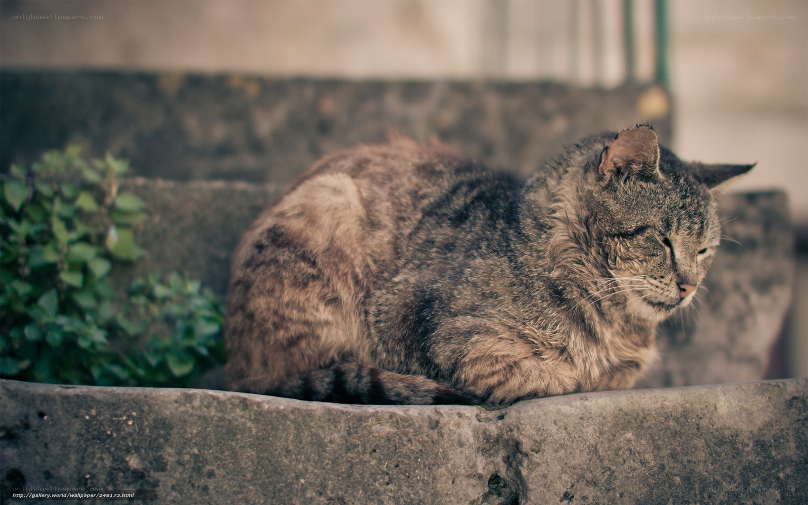 Sleeping tabby cat on steps