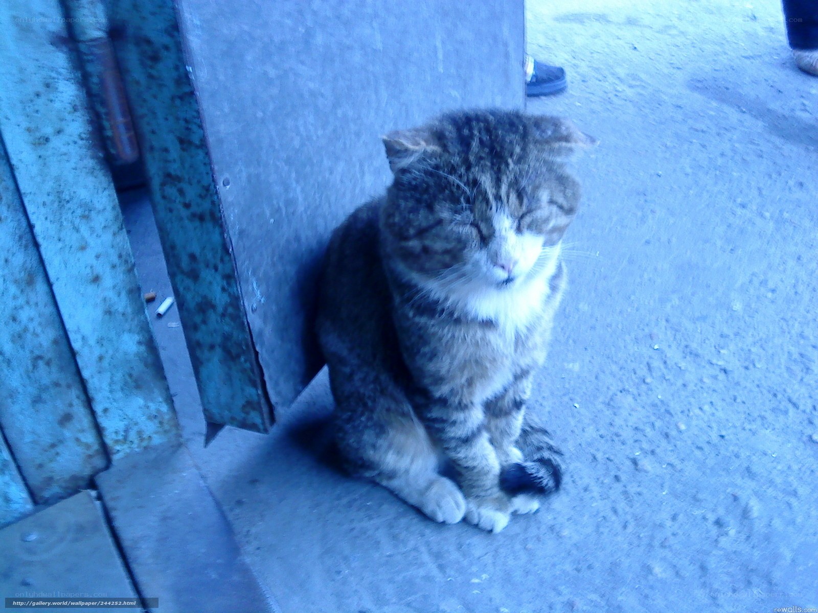 Sleeping tabby cat on street