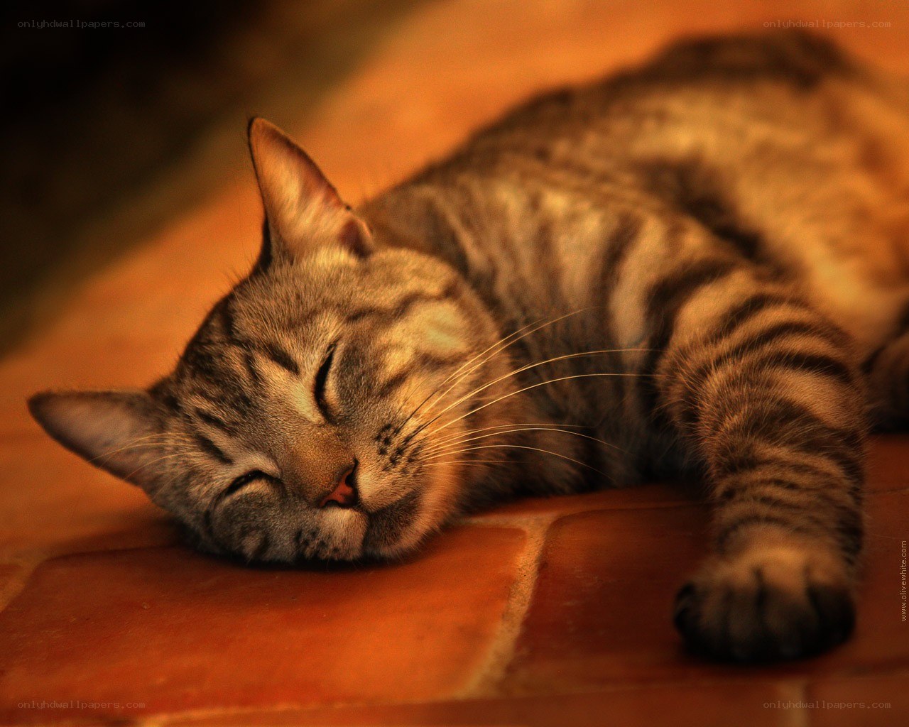 Sleeping tabby cat on tiles