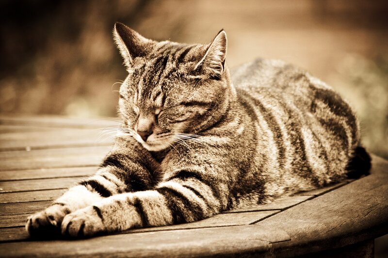 Sleeping tabby cat on wood