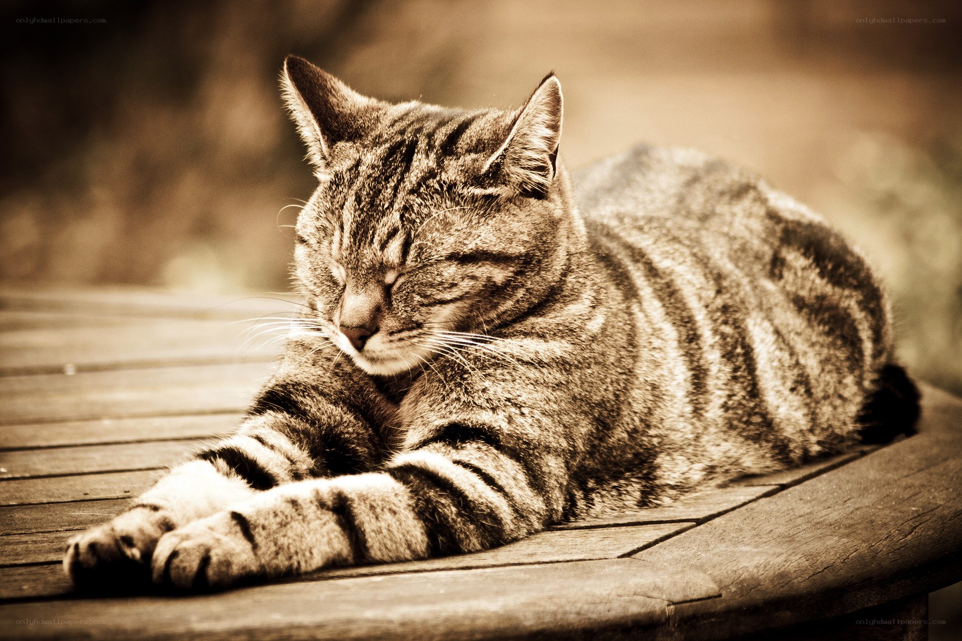 Sleeping tabby cat on wood