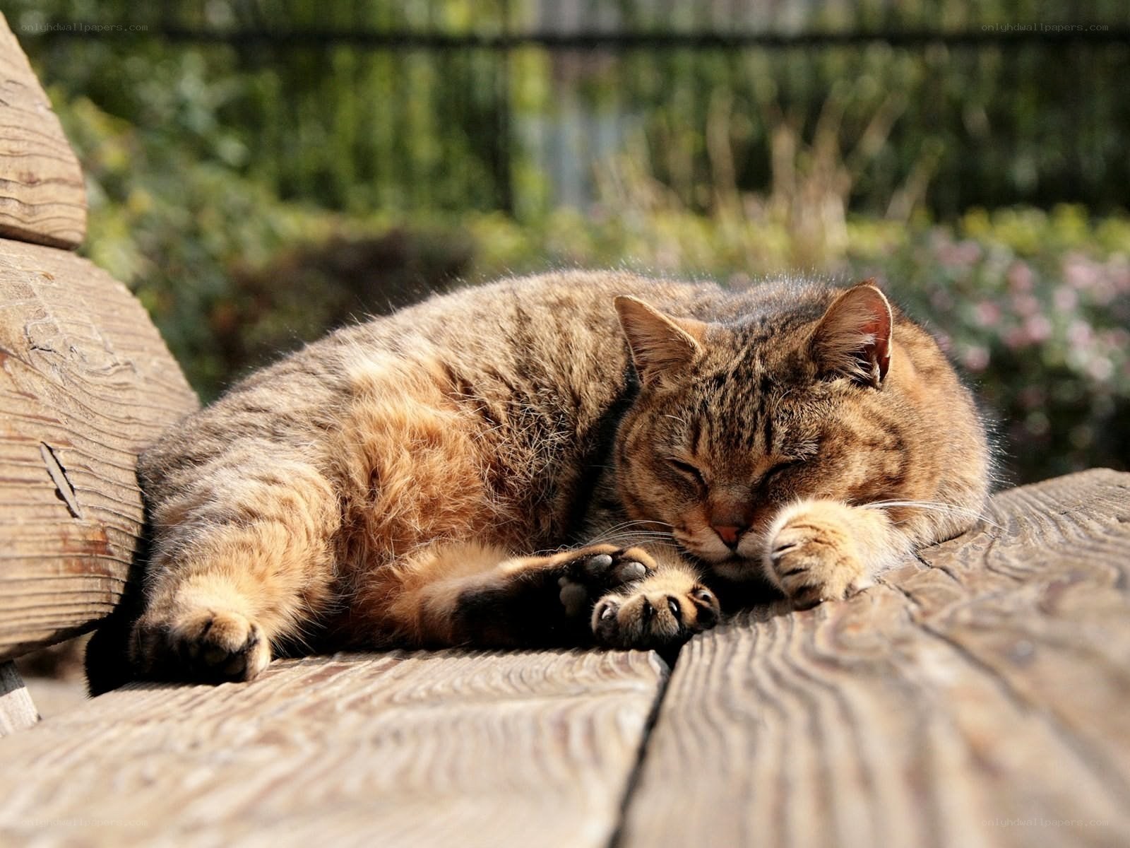 Sleeping tabby cat on wood