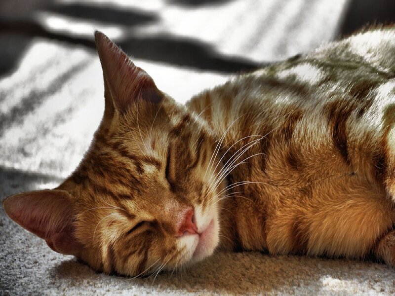 Sleeping Tabby Cat — Orange, Peaceful