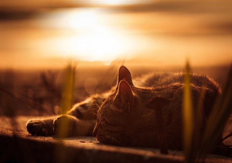 Sleeping Tabby Cat — Orange