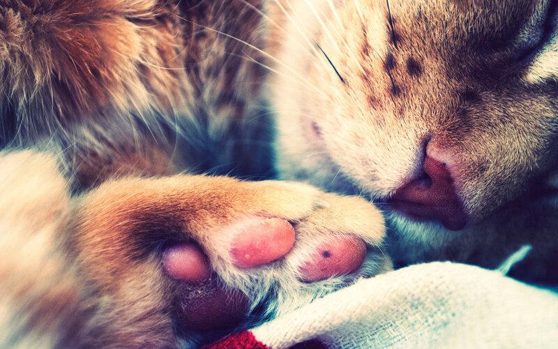 Sleeping Tabby Cat — Paw