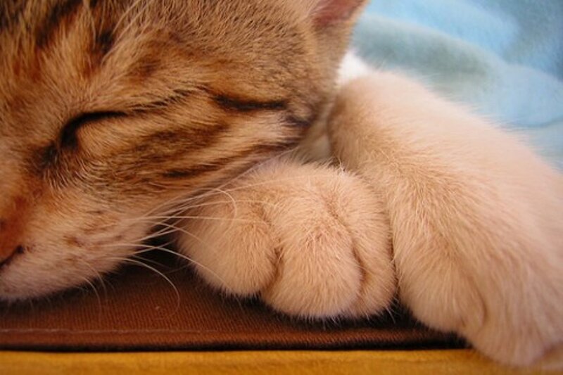 Sleeping tabby cat paws