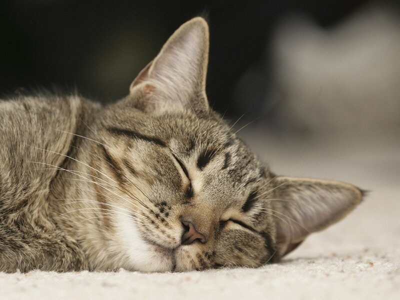 Sleeping Tabby Cat — Peaceful, White