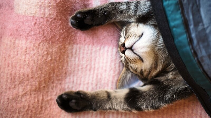 Sleeping Tabby Cat — Pink, Peaceful, Photograph, Blanket