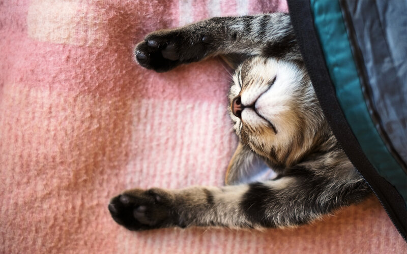 Sleeping Tabby Cat — Pink, Peaceful, Photograph