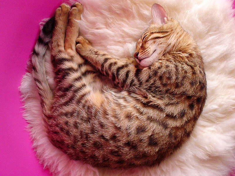 Sleeping Tabby Cat — Pink, Peaceful