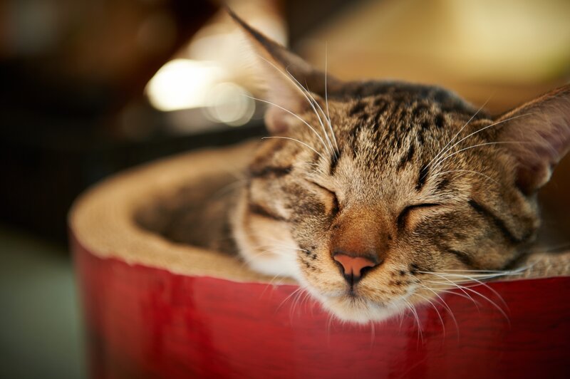Sleeping Tabby Cat — Red, Peaceful