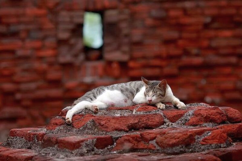 Sleeping Tabby Cat — Red