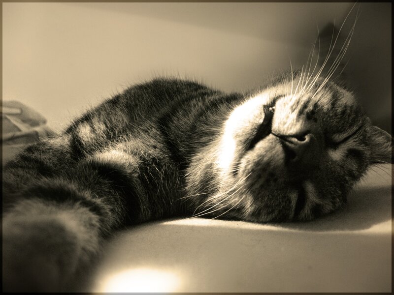 Sleeping Tabby Cat — Sepia