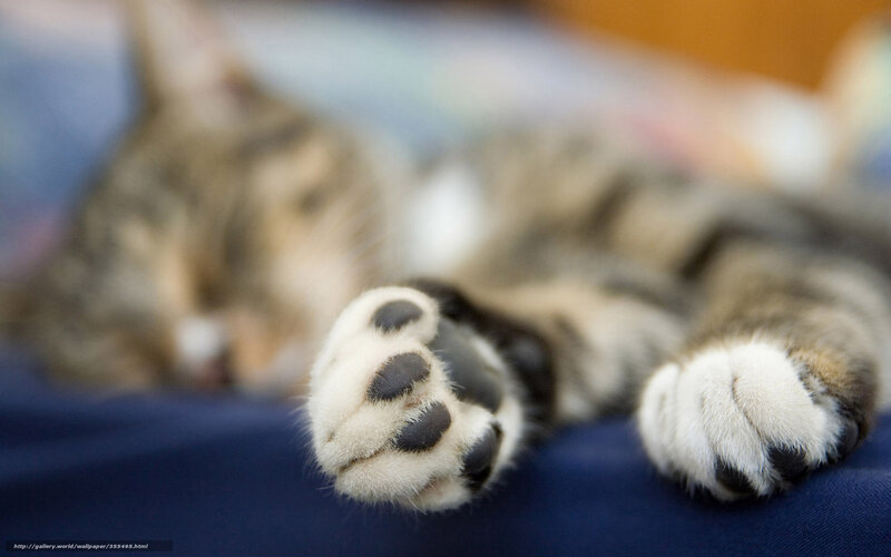 Sleeping Tabby Cat — White, Calm, Photograph