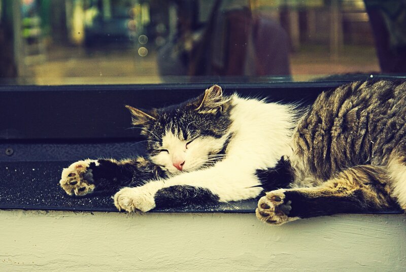Sleeping Tabby Cat — White, Calm