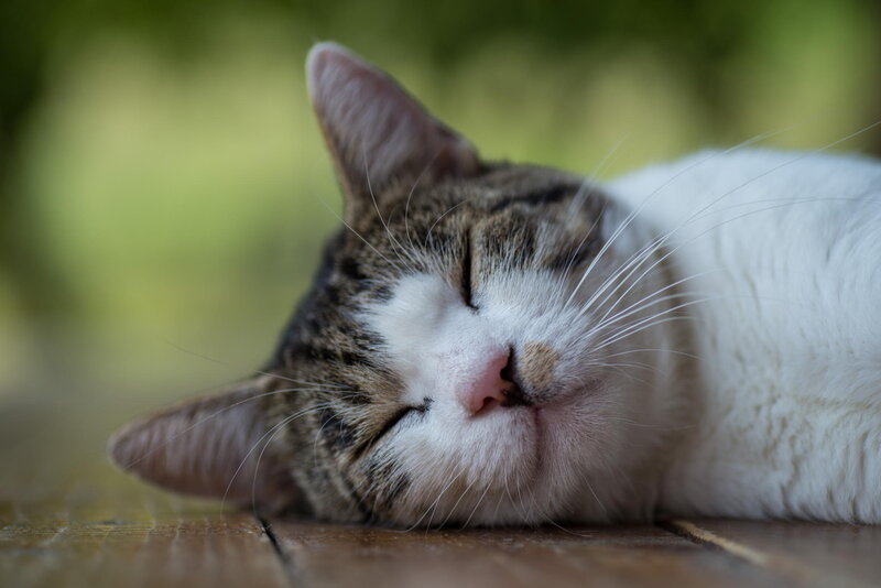 Sleeping Tabby Cat — White, Peaceful, Afternoon