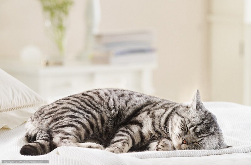 Sleeping Tabby Cat — White, Peaceful, Morning, Photograph, Bed