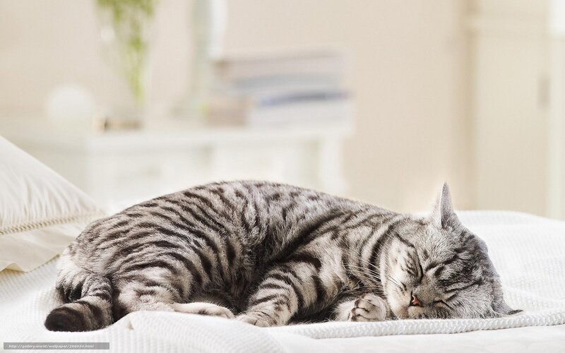 Sleeping Tabby Cat — White, Peaceful, Photograph, Bed